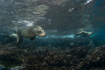 Naklejka premium Scuba Diving with Sea Lions in Galapagos, Ecuador.