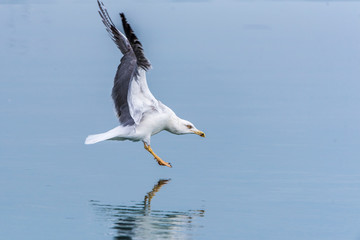 Seagull flying in sky. Seagull flying sky. Seagull in Murter, croatia