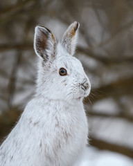 White Snowshoe Hare Closeup Portrait in Winter