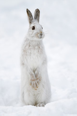White Snowshoe Hare Standing on Snow in Winter