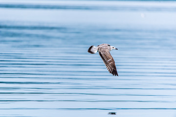 Seagull flying in sky. Seagull flying sky. Seagull in Murter, croatia