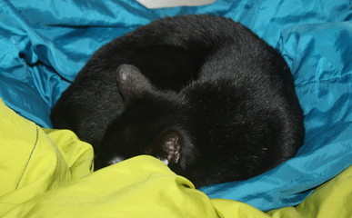 chat noir qui dort en rond 