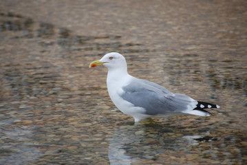 seagull standing in the water mirror