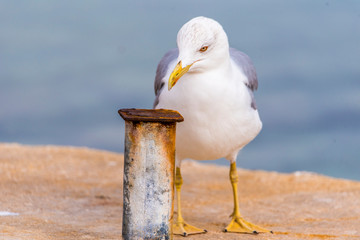 Seagull standing and waiting for food