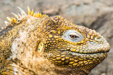 Galapagos land iguana, Conolophus subcristatus, in Baltra island, Galapagos National Park, Ecuador