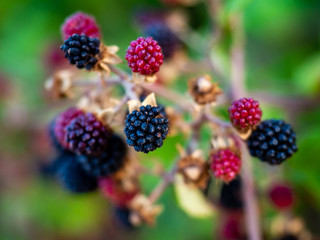 Blackberry fruits