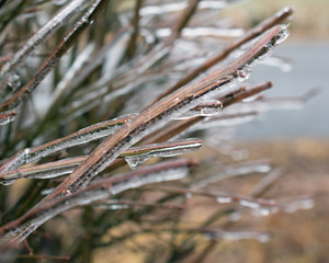 Close up of frozen branches on a bush.