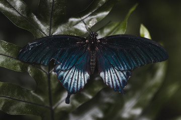 butterfly with wings spread on leaf