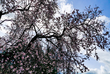 almond tree, blossoms and flowers in january