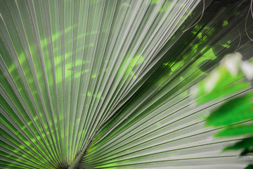 Tropical green leaves up close