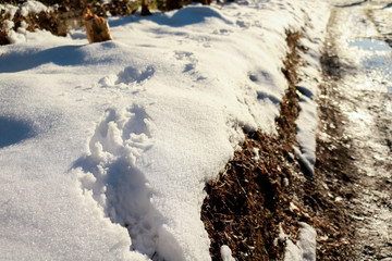 Impronta nella neve nel bosco innevato in inverno, paesaggi e stagioni