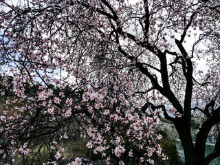 almond tree, blossoms and flowers in january