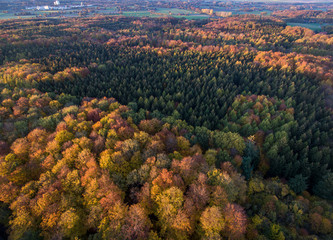 Herbstwald von oben