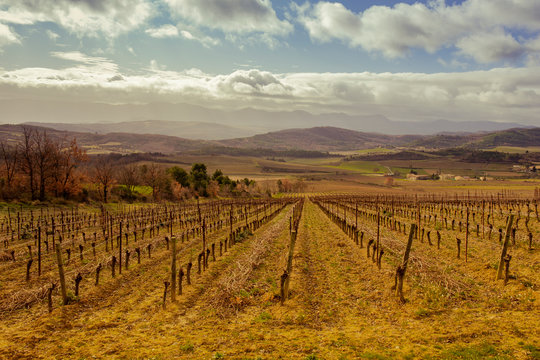 Vigne au repos pendant l'hiver