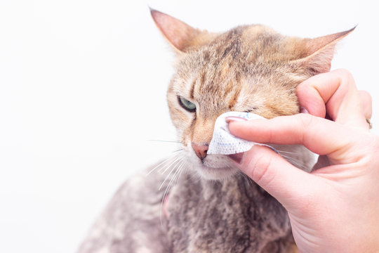 Cleaning the cats eyes with a cotton swab. Cats Eye Is Healthy. Prevention of eye problems