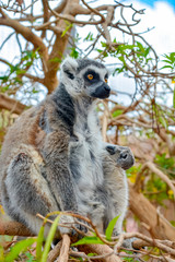Lemur monkey in Monkey park, Tenerife, Canary islands, Spain