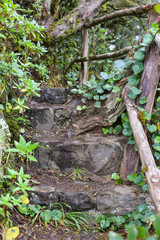 Stairway, cement walkway with beautiful green trees, nature in the tropical forests of Italy