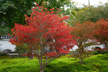 Fototapeta premium 満天星の紅葉