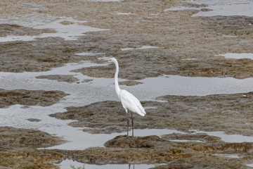 La Grande aigrette dans la vase de l'Amazone en Guyane française