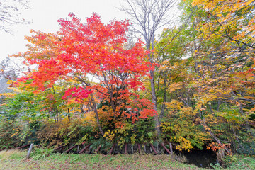 Beautiful fall color of the Tsutanuma area