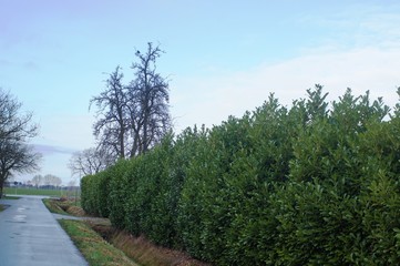 Lorbeerhecke