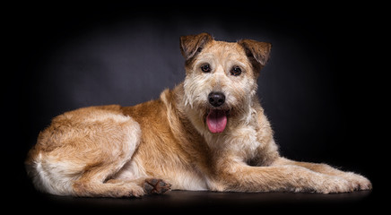 beige dog expressively looks