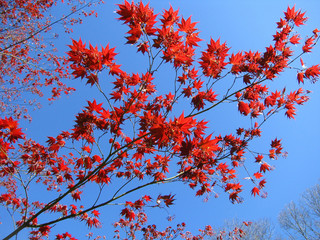 Red Leaves