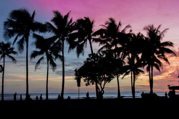 Palm trees in the sunset