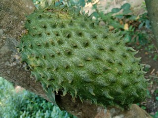 soursop (Annona muricata L. / sirsak / durian belanda) hanging on the tree in the garden