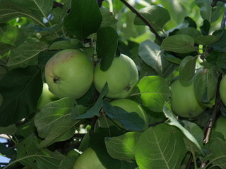 green apples on tree