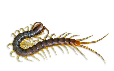 The top view of Centipede isolated on white background and clipping path. Poisonous insects.