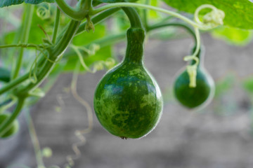 Lagenaria plant with fruits known as mate porongo in south america