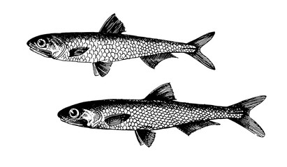 Anchovy, fish collection. Healthy lifestyle, delicious food. Hand-drawn images, black and white graphics.