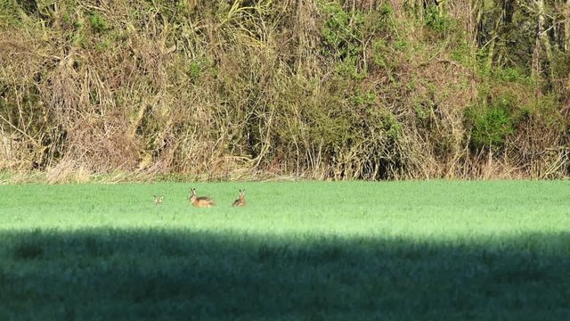 Wild Rabbits in a wheat field during springtime in Vienna, Austria 