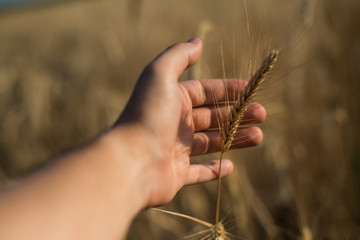 Fototapeta na wymiar the hand of a man, a combine operator, holds an ear of ripe Golden wheat