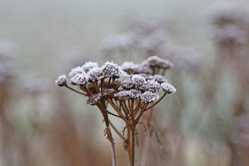 Raureif Eiskristalle auf Blumen