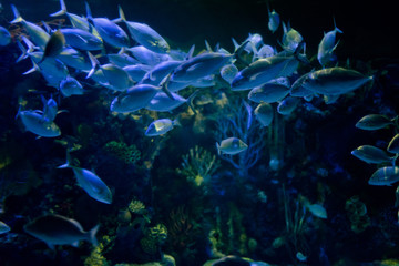 Naklejka na ściany i meble Beautiful Bright Colors Underwater Scene