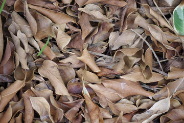 Full frame close-up view of dry leaves from a ficus tree in winter
