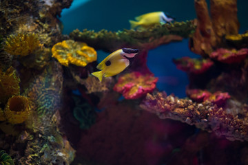 Beautiful Bright Colors Underwater Scene