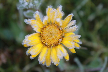 Beautiful yellow flower in white hoarfrost