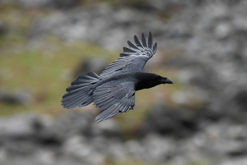 Raven in flight (Corvus corax)