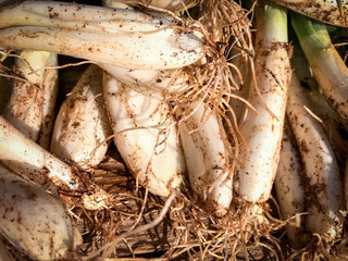 Freshly harvested spring onions from the farm