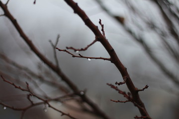 Tree branch on a background of thick silver fog