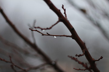 Tree branch on a background of thick fog