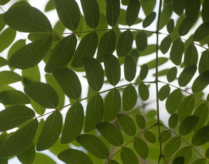 Fototapeta na wymiar Beautiful natural plant leafs contrast, organic concept