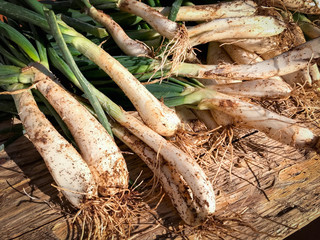 Freshly harvested spring onions from the farm