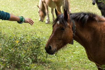 Stroking a brown and docile horse in the forest