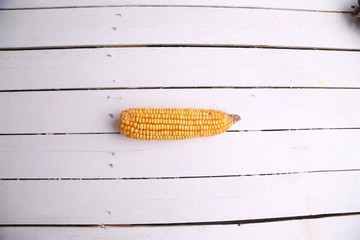 yellow corn in color background