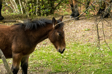 A group of brown and black horses walking through the forest