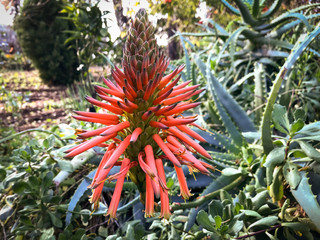 Fototapeta premium The wonderful flower of the Aloe cactus plant